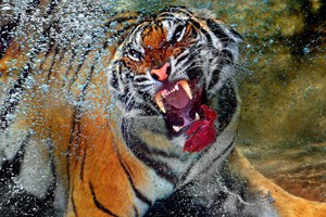 �ͻ���ˮ�Г�ʳ ��(l��i)��(sh��)��ӿ 