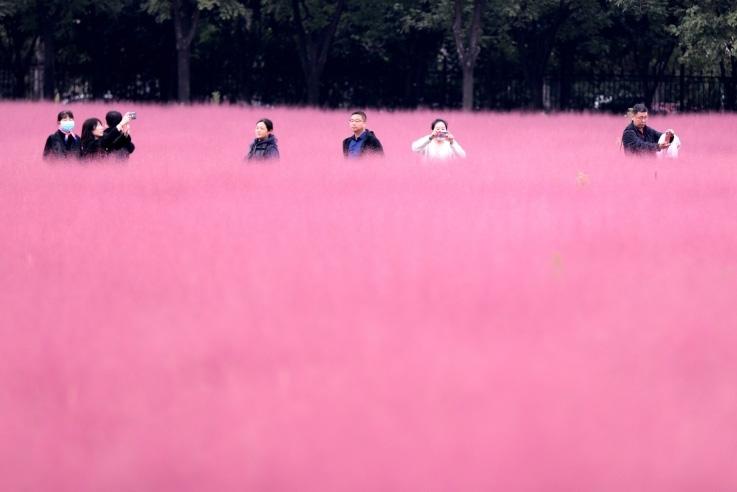 邂逅這片“粉霧?！?>
     <p>邂逅這片“粉霧?！?/p>
</a><a href=