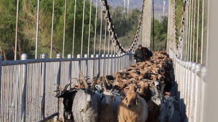 數(shù)十萬(wàn)頭牲畜開(kāi)啟夏牧場(chǎng)之旅