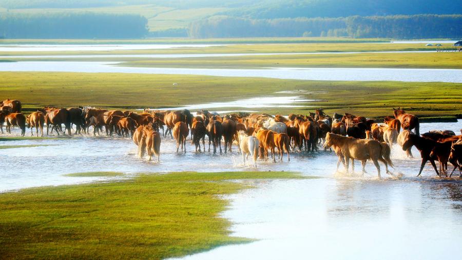 仲夏，來呼倫貝爾清涼一夏