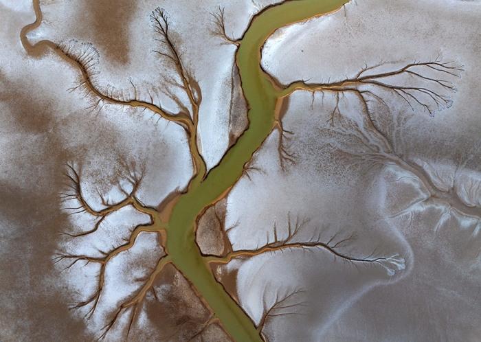 黃海海涂濕地現(xiàn)壯美“潮汐樹(shù)”