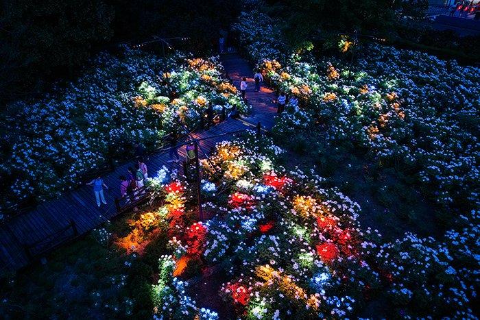 洛陽開啟夜賞牡丹模式