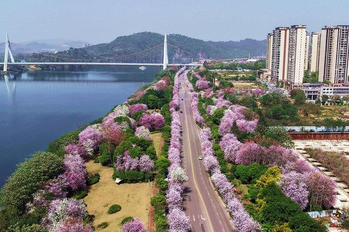 廣西柳州洋紫荊花繪就春日浪漫畫(huà)卷