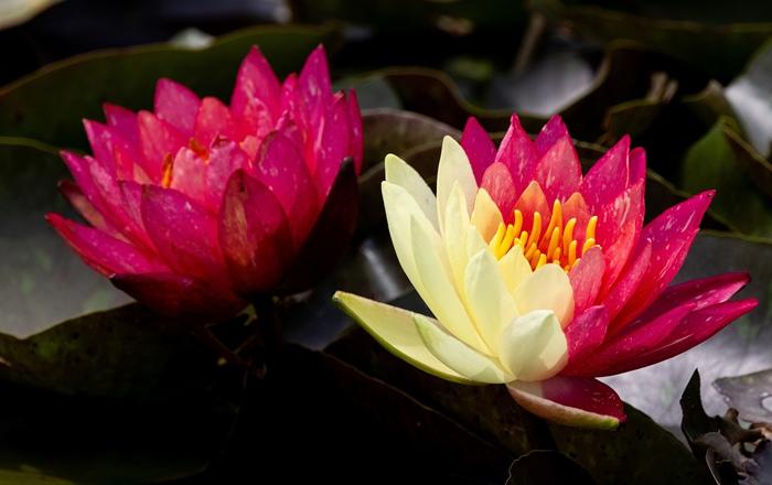 好運“蓮蓮”！安徽淮北雙色睡蓮驚艷綻放