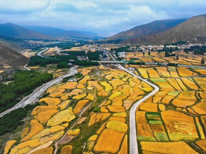 立秋時節(jié)高原青?！柏S景”初現(xiàn)