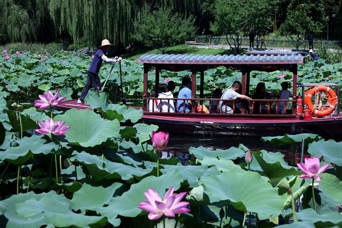 北京：市民泛舟“荷花渡” 享受愜意夏日
