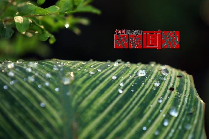 【中新畫報】草木掛清露 山川斂秋色