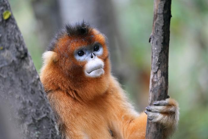 九寨溝白河金猴谷：野生川金絲猴萌態(tài)十足