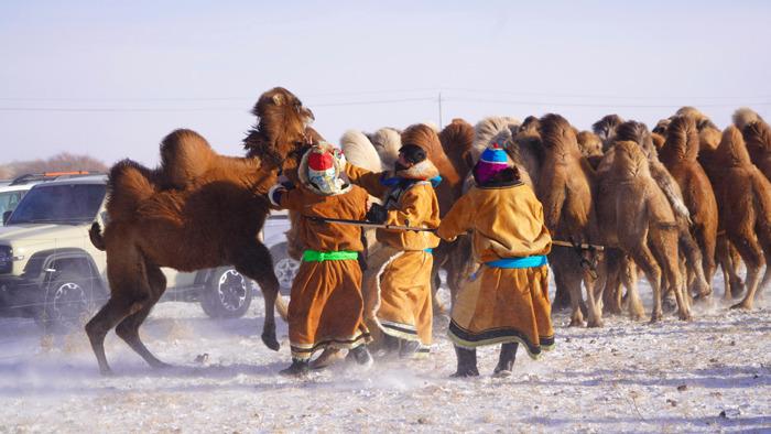 -30℃ 看內(nèi)蒙古烏珠穆沁草原牧民馴駝