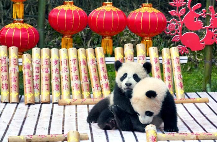 “2025級(jí)”新生大熊貓寶寶送出最萌馬年祝福