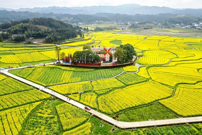 春日賞花季！湖南會(huì)同萬(wàn)畝油菜花田競(jìng)相綻放