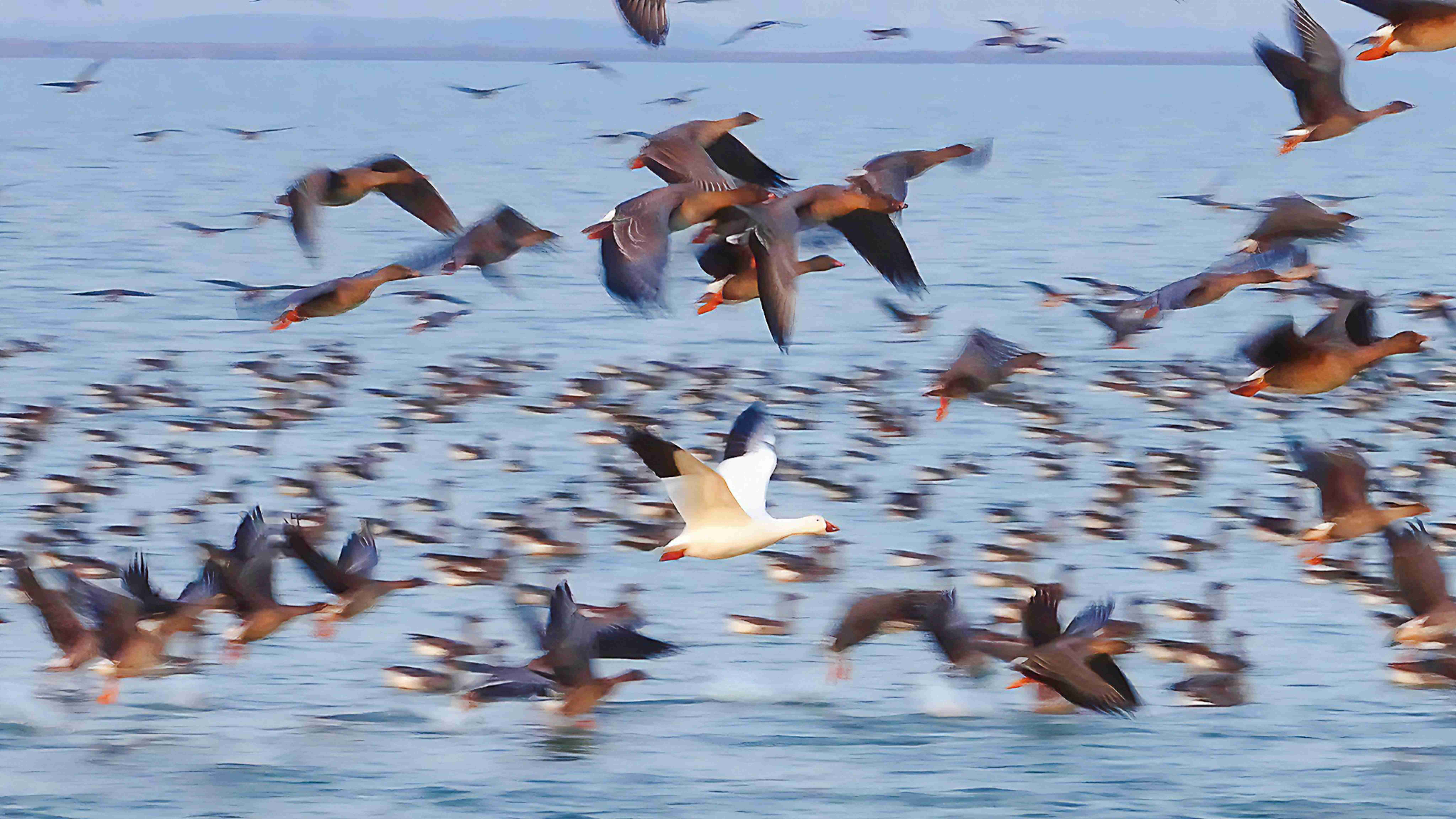 增至335種！衡水湖首次記錄到國內罕見鳥類雪雁