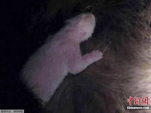 野田佳彥對(duì)旅日大熊貓真真所產(chǎn)幼崽夭折表示遺憾