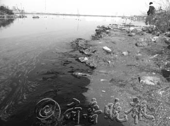 膠州灣鳥類遭油污之災(zāi)11只受污染海鳥僅3只存活