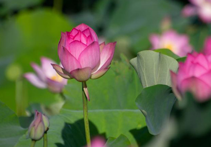 端午假期?？诎佼€荷花綻放引客來