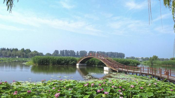 江山如此多嬌丨荷開十里，不如泛舟白洋淀，和你……
