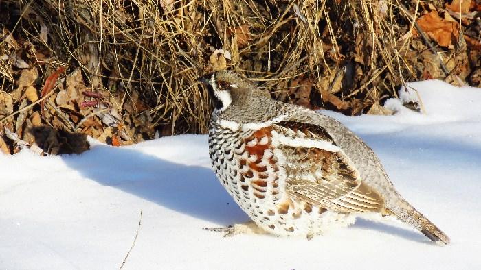-30℃！花尾榛雞勇敢做客“中國(guó)冷極”
