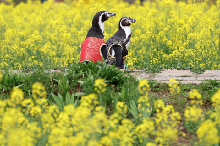 愜意！南京海底世界洪氏環(huán)企鵝戶外踏青“享”春光