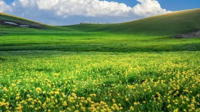 新疆吐?tīng)柤舆|草原：山花競(jìng)爛漫 芳草綠無(wú)垠