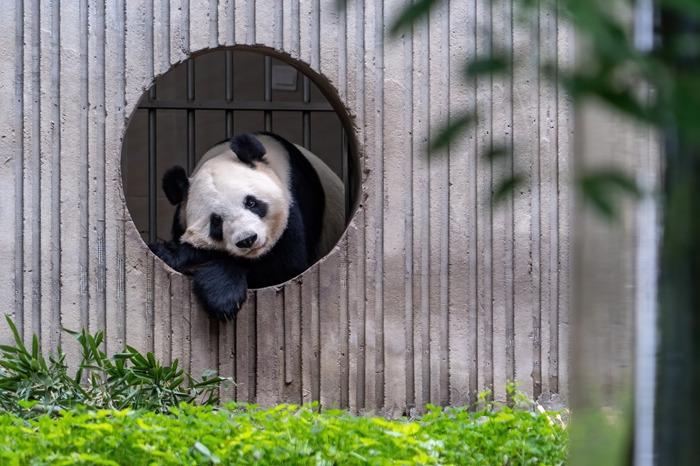 四川臥龍神樹坪基地大熊貓靜享秋日時(shí)光