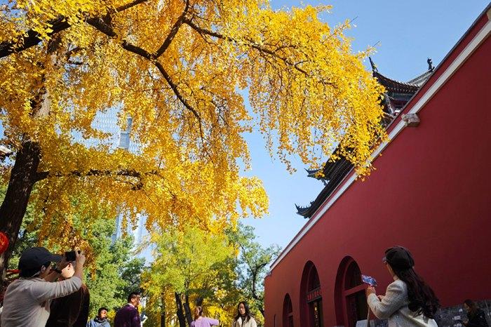 初冬時節(jié) 銀杏“扮靚”南京鼓樓