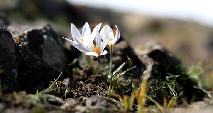 新疆察布查爾縣白番紅花提前半個月頂冰盛開